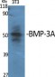 BMP-3A Polyclonal Antibody