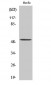 BMP-5 Polyclonal Antibody