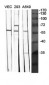 BMP-5 Polyclonal Antibody