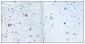 BMP-8A Polyclonal Antibody