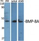 BMP-8A Polyclonal Antibody