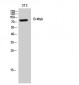 B-Myb Polyclonal Antibody