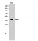 BNIP-2 Polyclonal Antibody