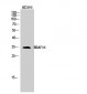 BRAF35 Polyclonal Antibody