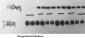 BRCA1 Polyclonal Antibody