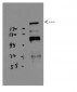 BRCA1 Polyclonal Antibody