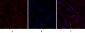 BRCA1 Polyclonal Antibody