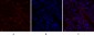 BRCA1 Polyclonal Antibody