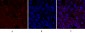 BRCA1 Polyclonal Antibody