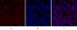 BRCA1 Polyclonal Antibody