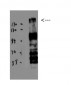 BRCA1 Polyclonal Antibody