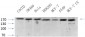 BRCA1 Polyclonal Antibody