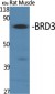 BRD3 Polyclonal Antibody