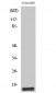 Brp44L Polyclonal Antibody