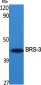 BRS-3 Polyclonal Antibody