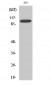 BTF Polyclonal Antibody