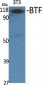 BTF Polyclonal Antibody