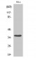 Bub3 Polyclonal Antibody