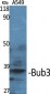 Bub3 Polyclonal Antibody