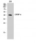 C/EBP α Polyclonal Antibody