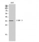 C/EBP β Polyclonal Antibody