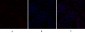 C/EBP β Polyclonal Antibody