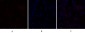 C/EBP β Polyclonal Antibody