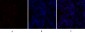 C/EBP β Polyclonal Antibody