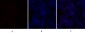 C/EBP β Polyclonal Antibody