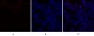 C/EBP β Polyclonal Antibody