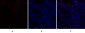 C/EBP β Polyclonal Antibody