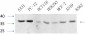 C/EBP β Polyclonal Antibody