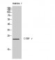 C/EBP γ Polyclonal Antibody