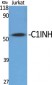 C1INH Polyclonal Antibody