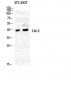 CA XII Polyclonal Antibody