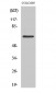 CABC1 Polyclonal Antibody