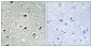 Abl1 Polyclonal Antibody