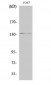 Abl1 Polyclonal Antibody