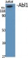 Abl1 Polyclonal Antibody