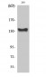 c-Abl Polyclonal Antibody