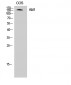 Abl1 Polyclonal Antibody