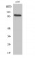 Cadherin-16 Polyclonal Antibody