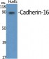 Cadherin-16 Polyclonal Antibody