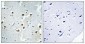 CAF-1 p60 Polyclonal Antibody