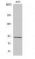 CAGE-1 Polyclonal Antibody