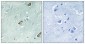 Calmodulin Polyclonal Antibody