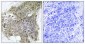 Calmodulin Polyclonal Antibody