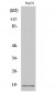 Calmodulin Polyclonal Antibody