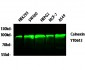 Calnexin Polyclonal Antibody