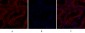 Calnexin Polyclonal Antibody
